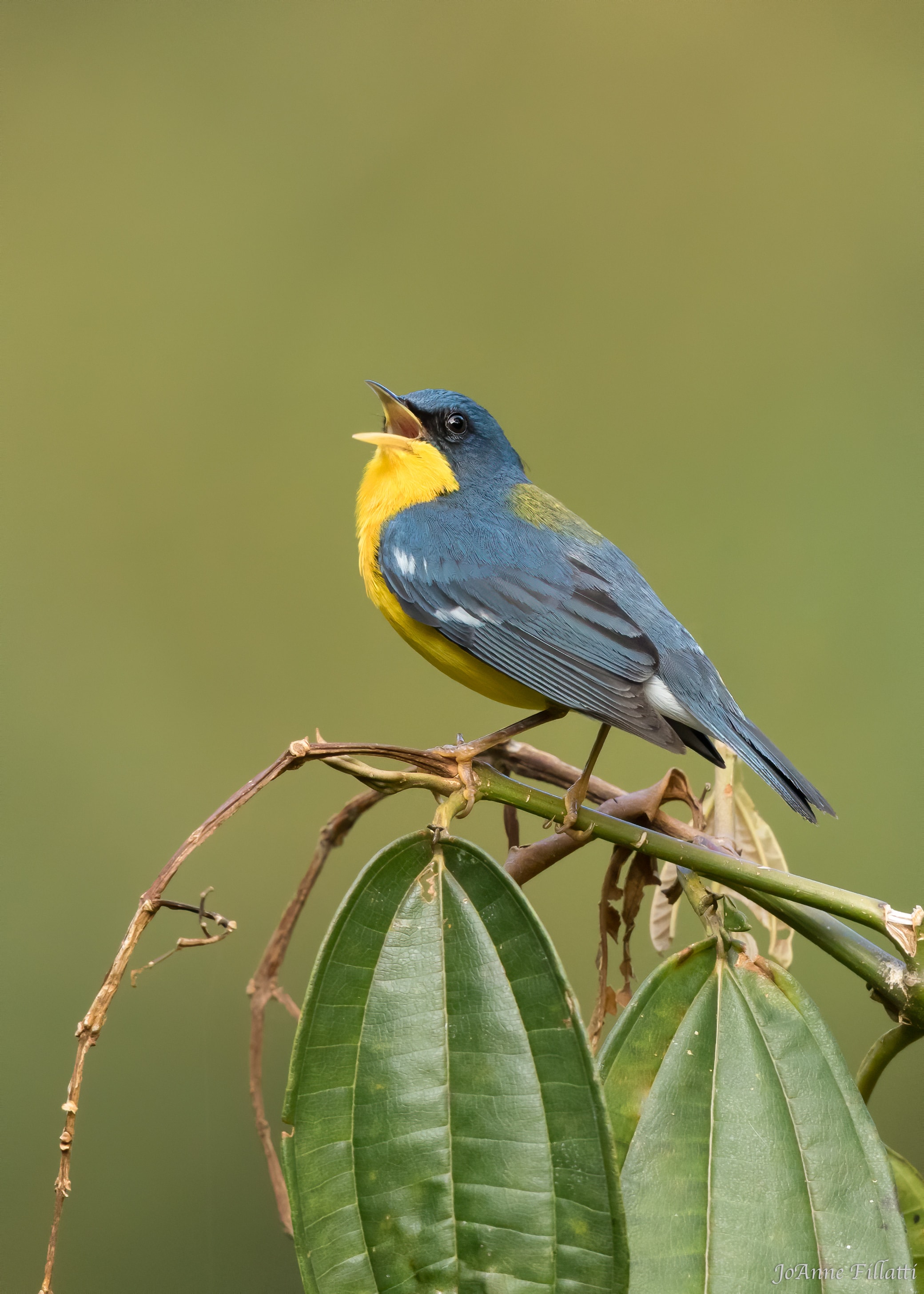 bird of peru image 4